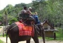 Island Safari - Safari Programs A-D